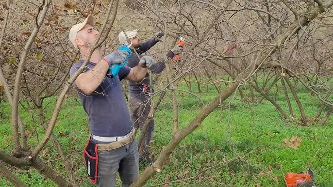 Ocak Ayı Fındık Bakım Rehberi