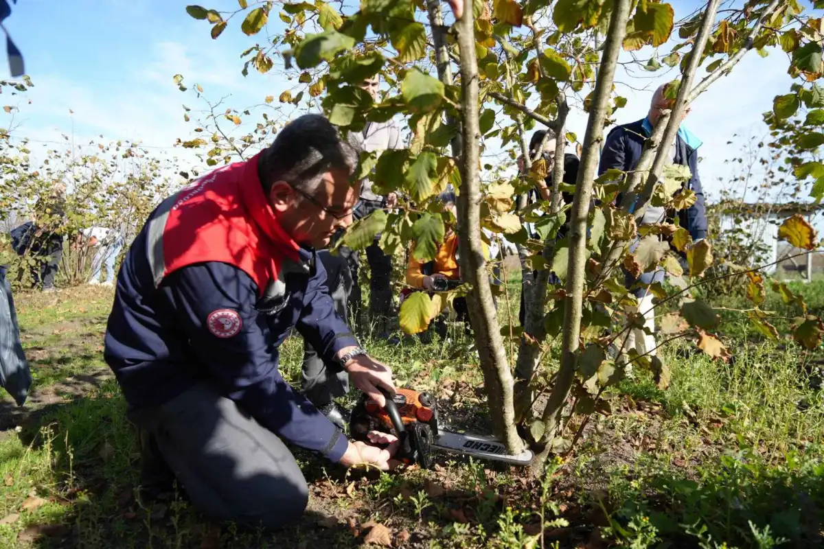 Şubat Ayı Fındık Bakım Rehberi