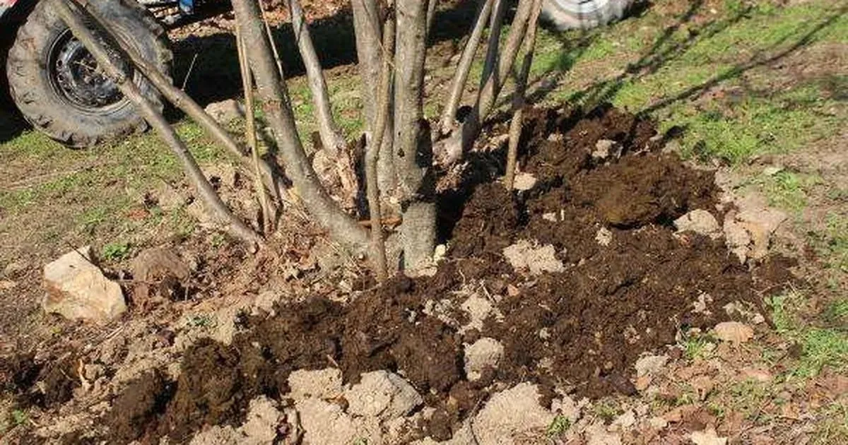 Çiftlik gübresi uygulama