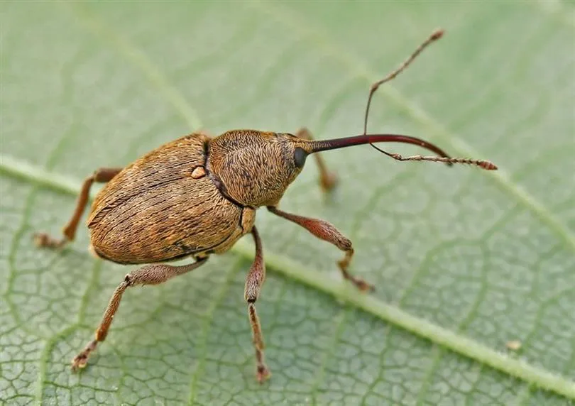 Fındık Kurdu Mücadele Rehberi: Tanıma, İlaçlama ve Korunma