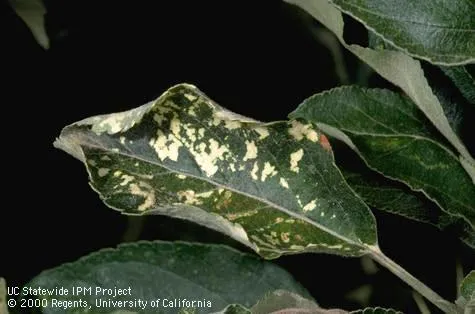 Fındık Mozaik Hastalığı: Belirtiler, Yayılma ve Korunma Yolları