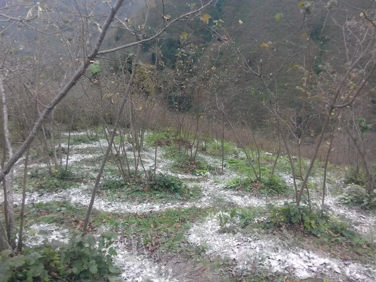 Azotlu gübre 1. uygulama