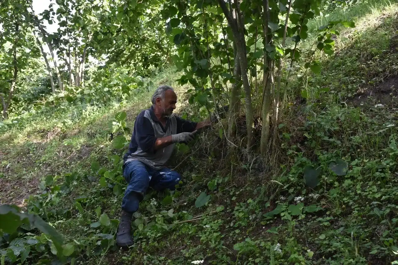 Fındık Hasadı Rehberi: Toplama, Harmanlama ve Kurutma