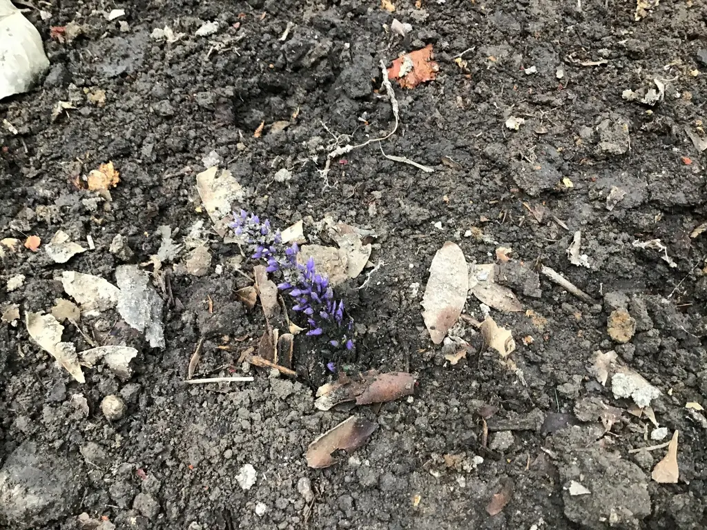 Turunçgil Uzun Antenli Böceği: Fındık Bahçelerinin Yeni Tehdidi