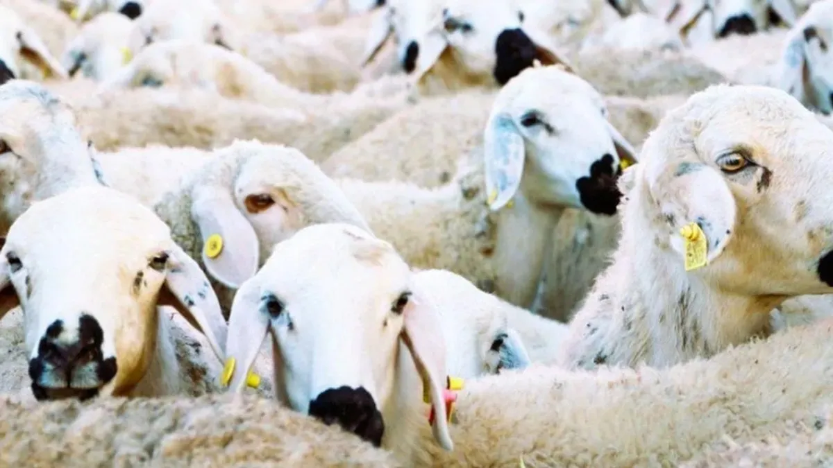 100 Baş Küçükbaş + Faizsiz Kredi + Aylık 15 Bin TL: Kimler Başvurabilir?